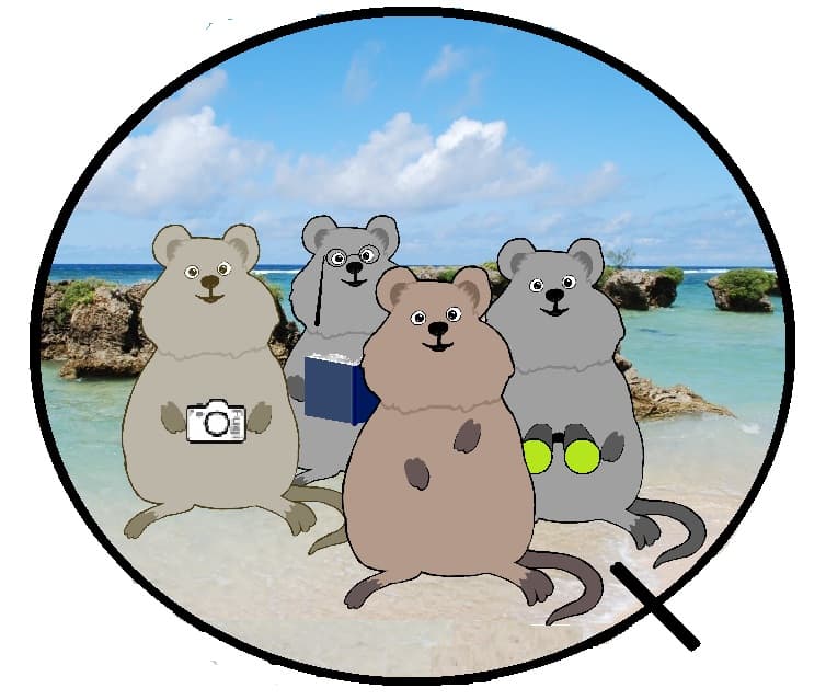 Quokka sQuad cover